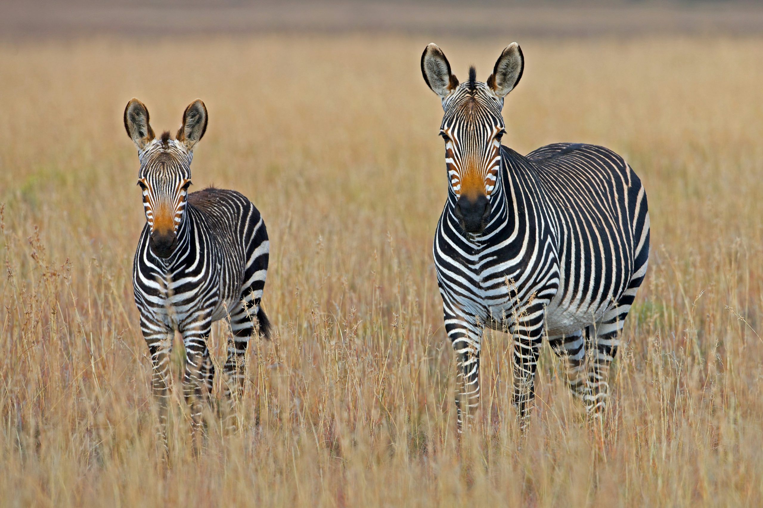 Hello World Featured Image